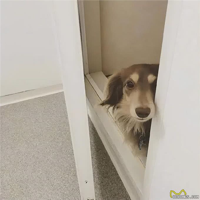 狗狗的这几个动作铲屎官要注意，可能是他们的求救信号