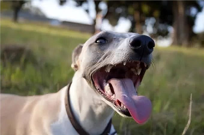 狗狗的这几个动作铲屎官要注意，可能是他们的求救信号