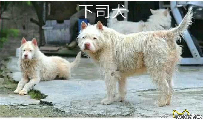 谁说我们中国的狗不如外国的狗，明明很可爱，很霸气的