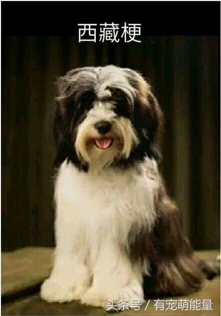 谁说我们中国的狗不如外国的狗，明明很可爱，很霸气的