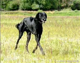 谁说我们中国的狗不如外国的狗，明明很可爱，很霸气的