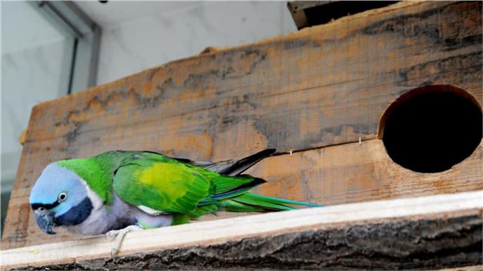 宠物能影响家中的风水?看看你知道几样