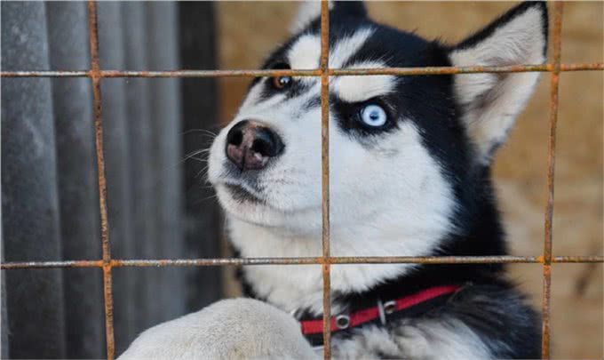 宠物能影响家中的风水?看看你知道几样