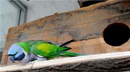 宠物能影响家中的风水?看看你知道几样