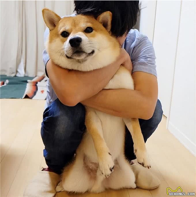 柴犬又贵又难养，为何喜欢的人这么多?