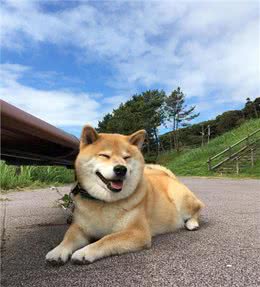 柴犬又贵又难养，为何喜欢的人这么多?