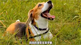 狗狗的嗅觉盛宴:香草、椰子还是主人