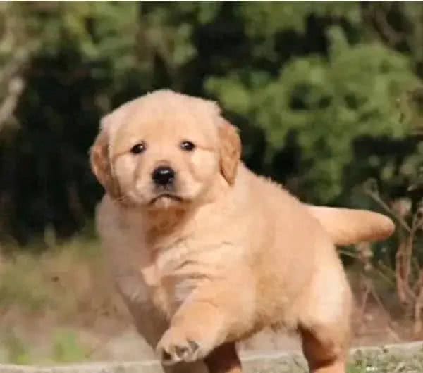 爸爸为保护儿子不被未栓绳的狗咬却被狗主人一拳打倒