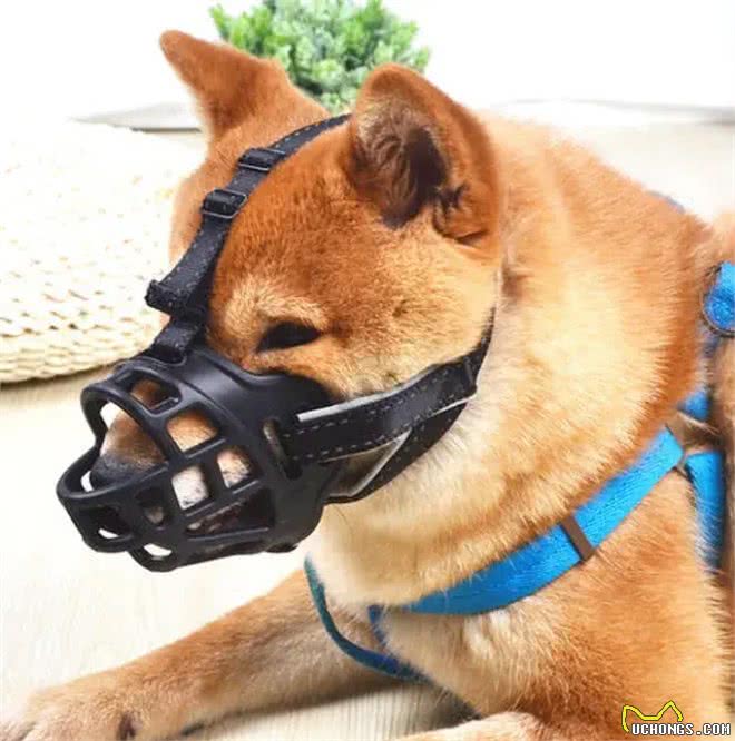 爸爸为保护儿子不被未栓绳的狗咬却被狗主人一拳打倒