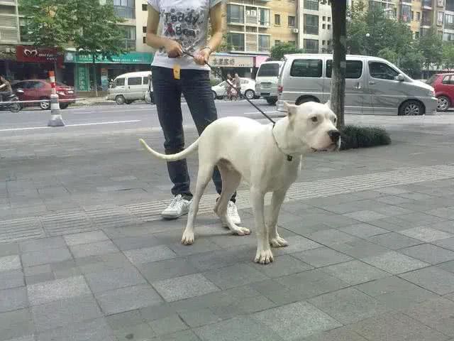 爸爸为保护儿子不被未栓绳的狗咬却被狗主人一拳打倒