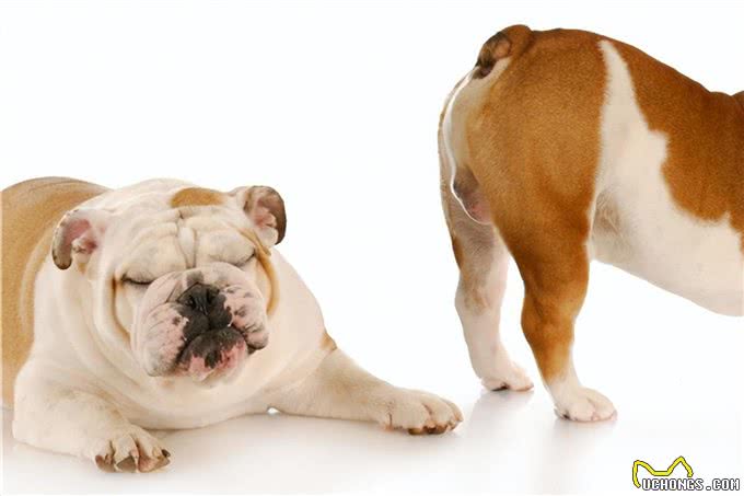 狗狗放屁巨臭，多半是这四个原因，平时记得多留意