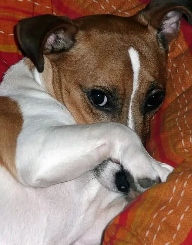 狗狗放屁巨臭，多半是这四个原因，平时记得多留意