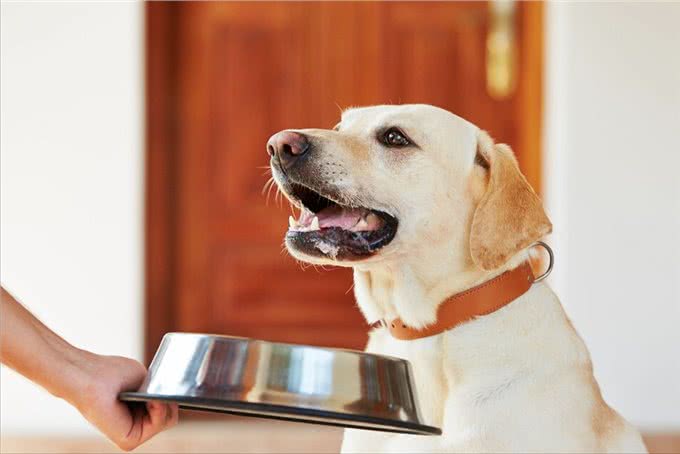 狗狗放屁巨臭，多半是这四个原因，平时记得多留意