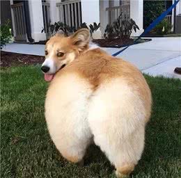 狗狗放屁巨臭，多半是这四个原因，平时记得多留意