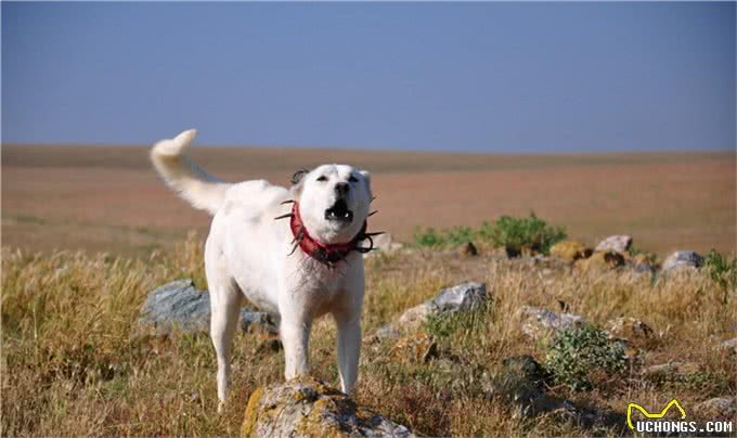 狗狗反复嚎叫是怎么回事?如何处理?