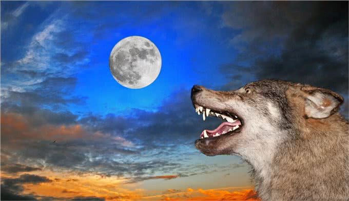 狗狗反复嚎叫是怎么回事?如何处理?