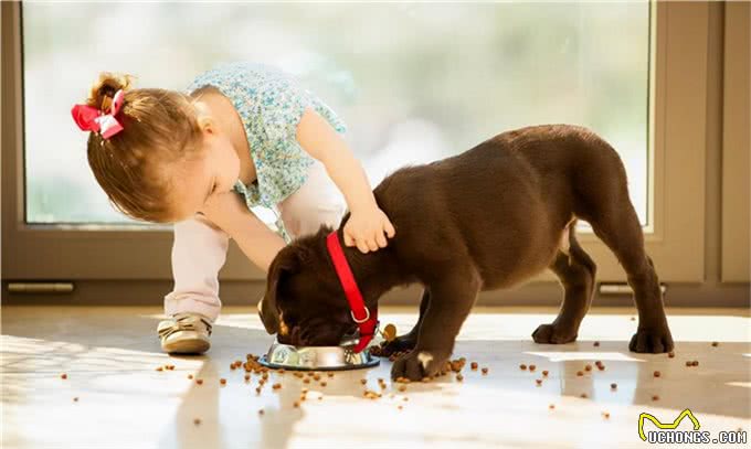 狗狗反复嚎叫是怎么回事?如何处理?