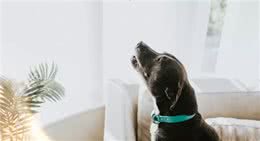 狗狗反复嚎叫是怎么回事?如何处理?