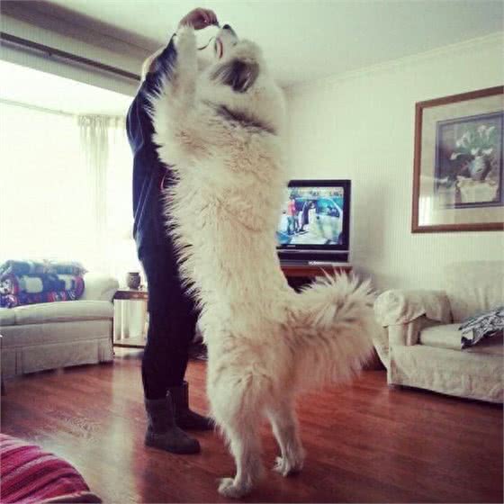 盘点世界上，体型巨大的10种犬!你都认识吗?