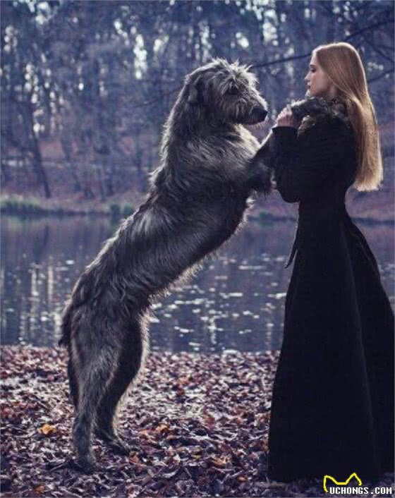 盘点世界上，体型巨大的10种犬!你都认识吗?