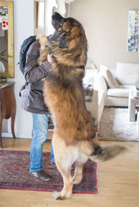 盘点世界上，体型巨大的10种犬!你都认识吗?