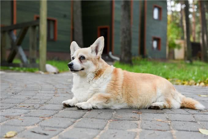 狗想长寿要避开4件事，长寿的狗有3个特征，狗狗平均可活15年