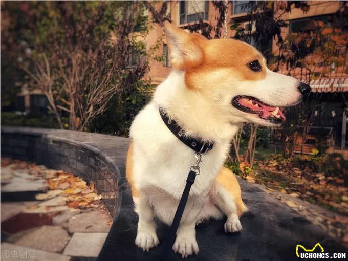 狗想长寿要避开4件事，长寿的狗有3个特征，狗狗平均可活15年