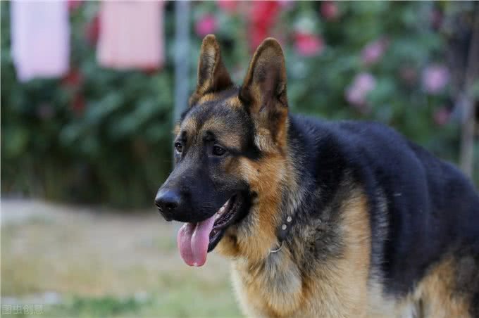 狗想长寿要避开4件事，长寿的狗有3个特征，狗狗平均可活15年