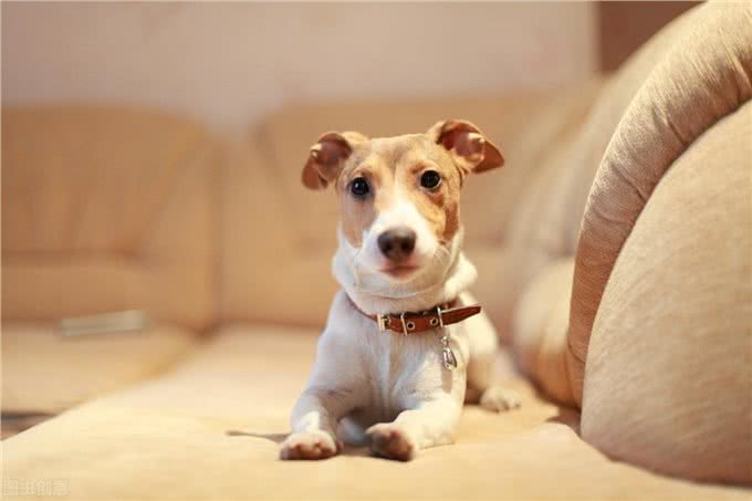 狗想长寿要避开4件事，长寿的狗有3个特征，狗狗平均可活15年