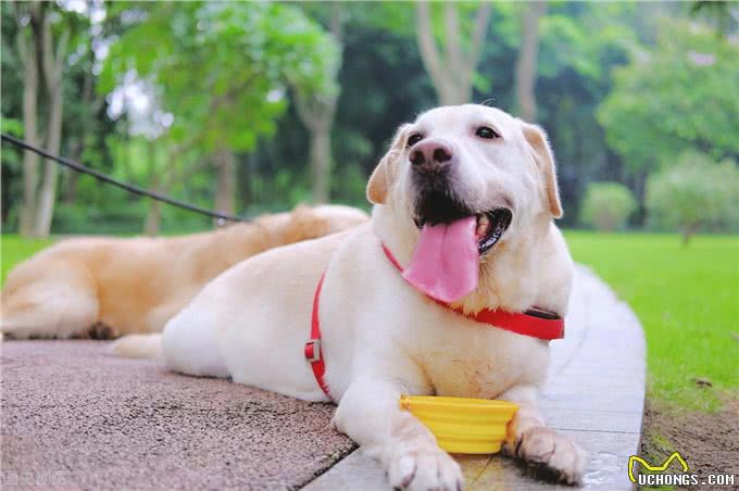 狗想长寿要避开4件事，长寿的狗有3个特征，狗狗平均可活15年