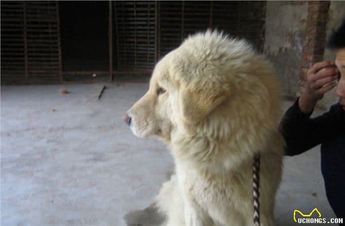 西藏两大神犬，你只知道藏獒却不知道另一大神犬