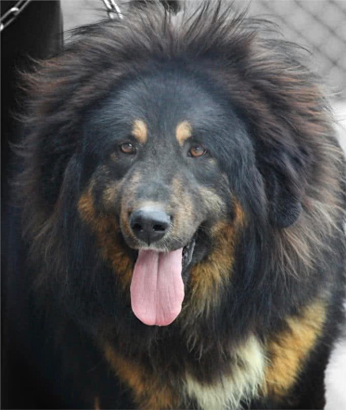 西藏两大神犬，你只知道藏獒却不知道另一大神犬