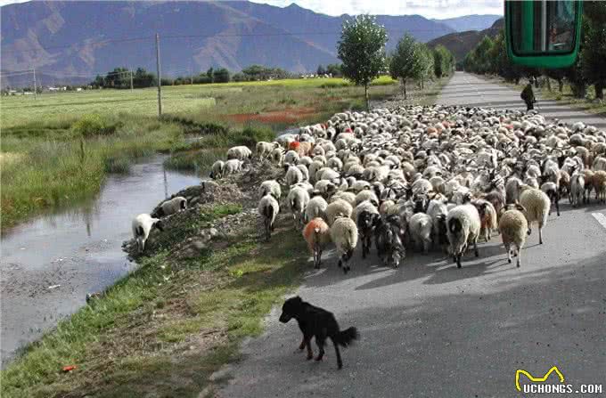 西藏两大神犬，你只知道藏獒却不知道另一大神犬