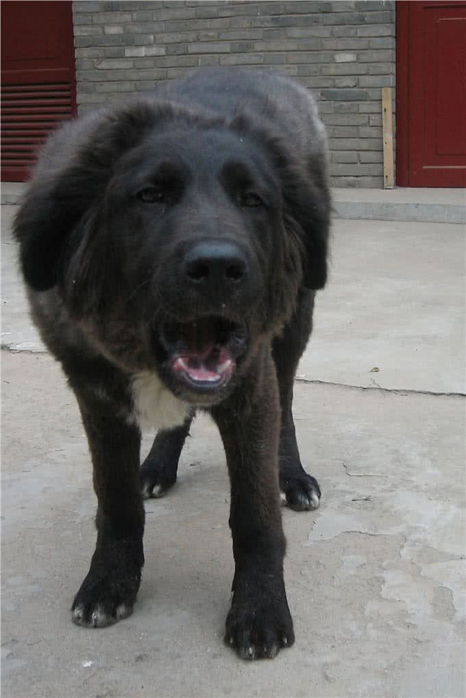 西藏两大神犬，你只知道藏獒却不知道另一大神犬