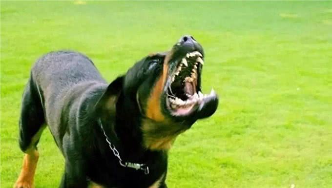 狗为何会攻击人?案件揭秘