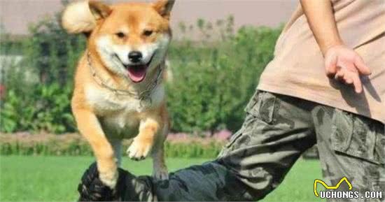 狗为何会攻击人?案件揭秘