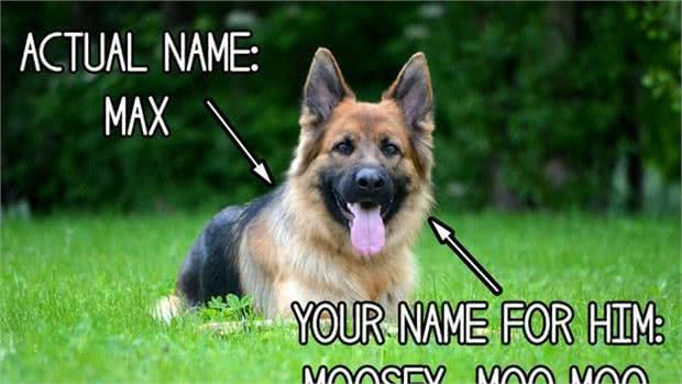 狗为何会攻击人?案件揭秘