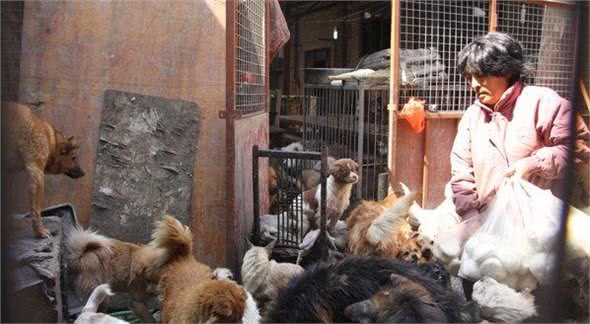 救助超多流浪猫狗，不一定是有爱心，可能是动物囤积症患者