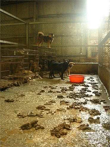 救助超多流浪猫狗，不一定是有爱心，可能是动物囤积症患者