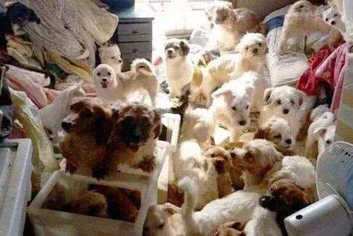 救助超多流浪猫狗，不一定是有爱心，可能是动物囤积症患者