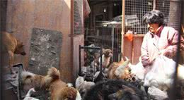 救助超多流浪猫狗，不一定是有爱心，可能是动物囤积症患者