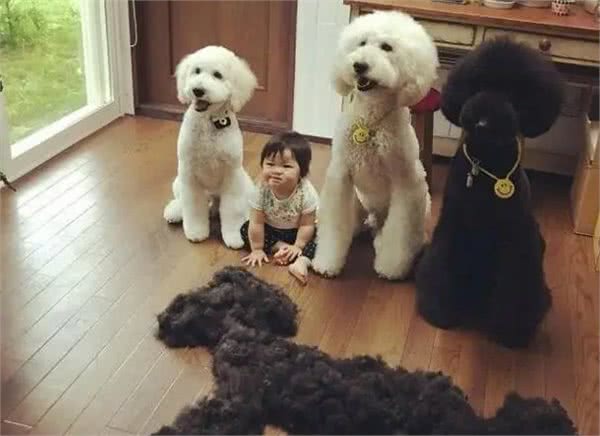 买狗一时爽，养狗火葬场:巨型贵宾犬，不能盲目入手