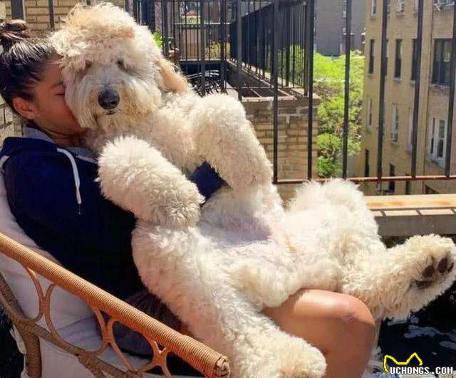 买狗一时爽，养狗火葬场:巨型贵宾犬，不能盲目入手