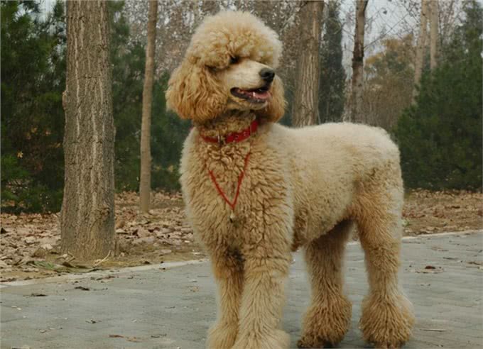 买狗一时爽，养狗火葬场:巨型贵宾犬，不能盲目入手