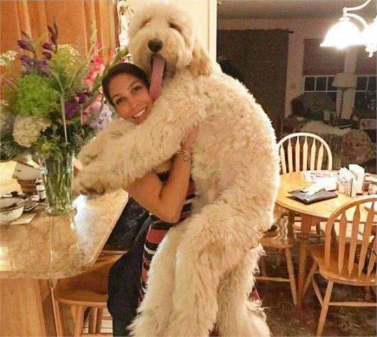 买狗一时爽，养狗火葬场:巨型贵宾犬，不能盲目入手