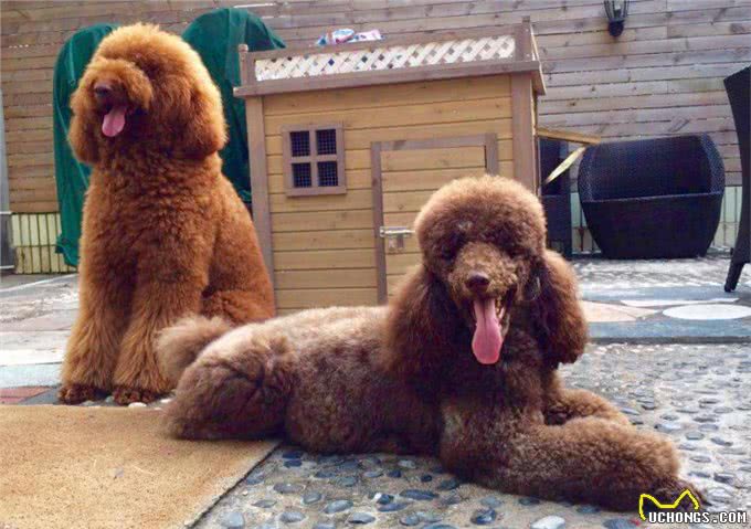 买狗一时爽，养狗火葬场:巨型贵宾犬，不能盲目入手