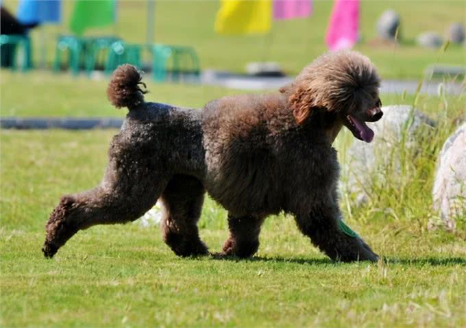 买狗一时爽，养狗火葬场:巨型贵宾犬，不能盲目入手