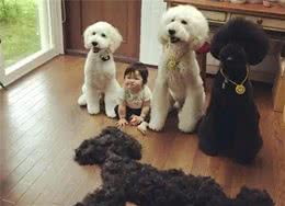 买狗一时爽，养狗火葬场:巨型贵宾犬，不能盲目入手