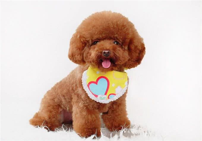 养狗科普:泰迪狗拉稀带血咋回事?怎样处理才能恢复快?