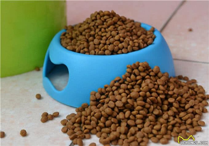 养狗科普:泰迪狗拉稀带血咋回事?怎样处理才能恢复快?